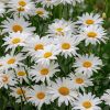 Leucanthemum maximum 'Ooh La lagrande' - Margaréta