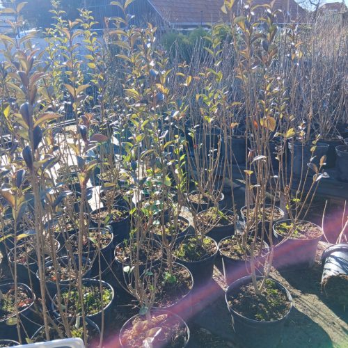 Ligustrum ovalifolium - Télzöld fagyal