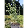 Ligustrum Ovalifolium 'Argenteum' - Fehértarka levelű fagyal