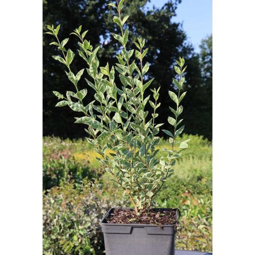 Ligustrum Ovalifolium 'Argenteum' - Fehértarka levelű fagyal