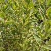 Ligustrum Ovalifolium 'Argenteum' - Fehértarka levelű fagyal
