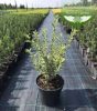 Ligustrum Ovalifolium 'Argenteum' - Fehértarka levelű fagyal