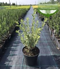 Ligustrum Ovalifolium 'Argenteum' - Fehértarka levelű fagyal