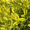 Ligustrum Ovalifolium 'Aureum' - Aranytarka levelű fagyal