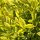 Ligustrum Ovalifolium 'Aureum' - Aranytarka levelű fagyal