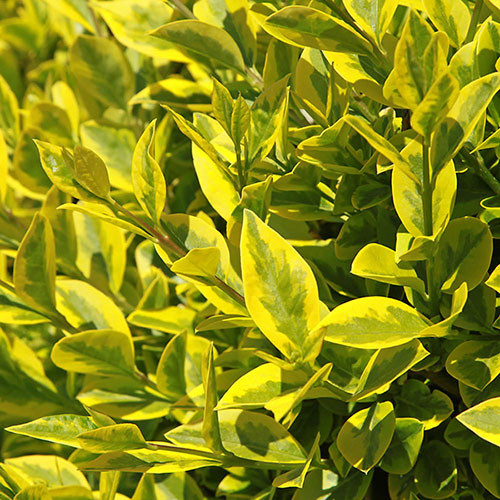 Ligustrum Ovalifolium 'Aureum' - Aranytarka levelű fagyal