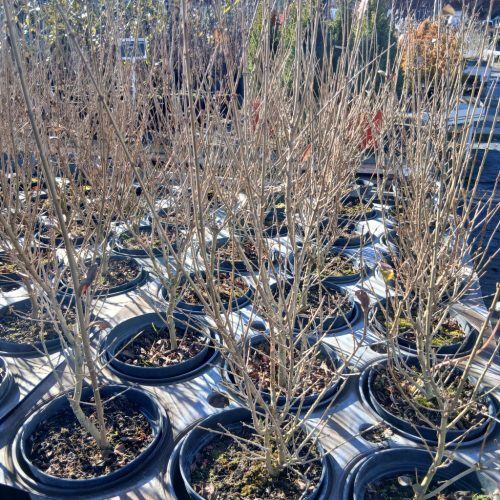 Ligustrum Ovalifolium 'Aureum' - Aranytarka levelű fagyal