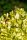 Ligustrum Ovalifolium 'Aureum' - Aranytarka levelű fagyal