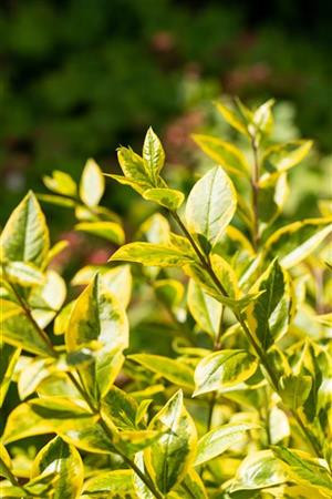 Ligustrum Ovalifolium 'Aureum' - Aranytarka levelű fagyal