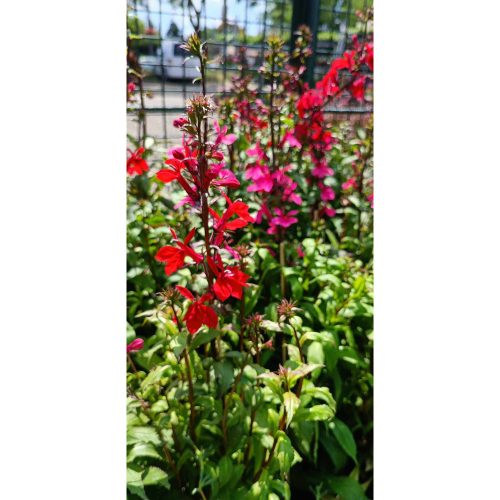 Lobelia - Évelő lobélia