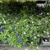 Lobelia mix - Lobélia
