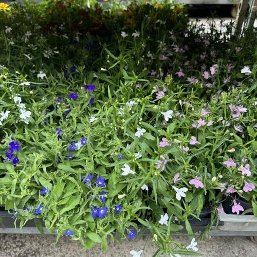 Lobelia mix - Lobélia