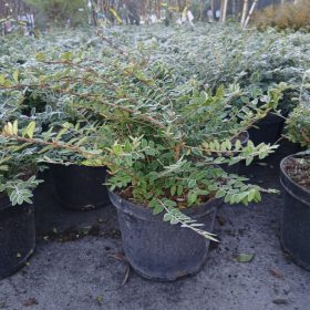   Lonicera nitida 'Elegant' - örökzöld mirtuszlonc