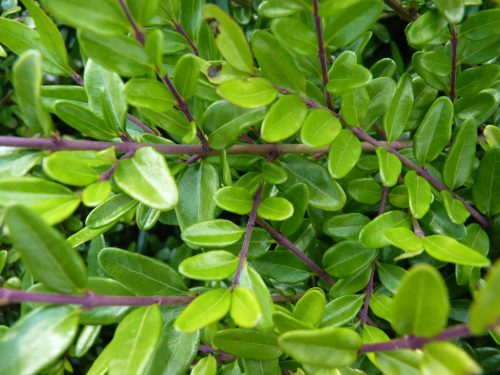 Lonicera nitida 'Elegant' - örökzöld mirtuszlonc