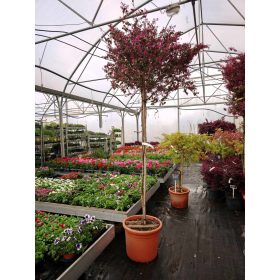   Loropetalum chinense 'Black Pearl' - Kínai Rojtosvirág törzses