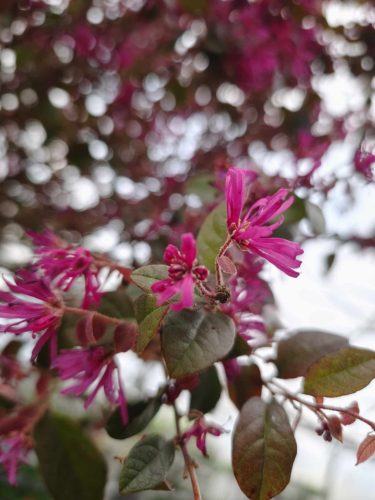 Loropetalum chinense 'Black Pearl' - Kínai Rojtosvirág törzses