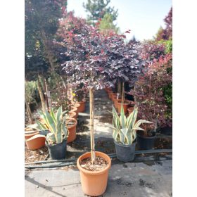   Loropetalum chinense 'Black Pearl' - Kínai Rojtosvirág törzses