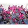 Loropetalum chinense 'Black Pearl' - Kínai Rojtosvirág törzses