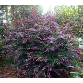 Loropetalum Chinense - kínai rojtos virág