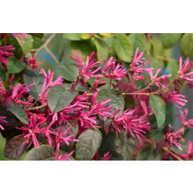   Loropetalum Chinense 'Fede'  - kínai rojtos virág