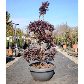   Loropetalum Chinense 'Fede' Bonsai - kínai rojtos virág