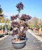 Loropetalum Chinense 'Fede' Bonsai - kínai rojtos virág