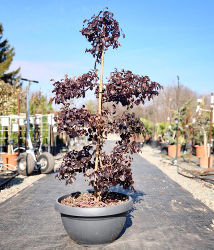 Loropetalum Chinense 'Fede' Bonsai - kínai rojtos virág