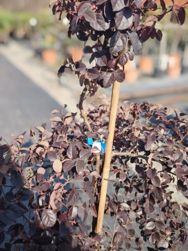 Loropetalum Chinense 'Fede' Bonsai - kínai rojtos virág