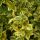 Ligustrum ovalifolium 'Zafir'- Tarkalevelű fagyal