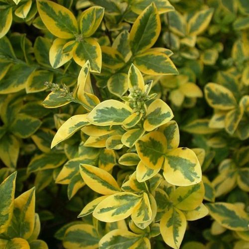 Ligustrum ovalifolium 'Zafir'- Tarkalevelű fagyal
