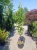 Liquidambar styraciflua 'Slender Silhouette' - Oszlopos ámbrafa