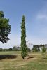 Liquidambar styraciflua 'Slender Silhouette' - Oszlopos ámbrafa