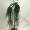 Larix 'Stiff Weeping' – Vörösfenyő
