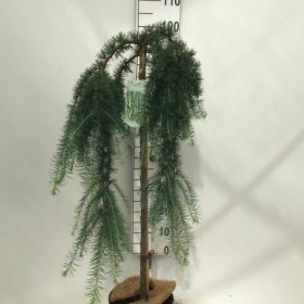 Larix 'Stiff Weeping' – Vörösfenyő