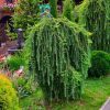 Larix 'Stiff Weeping' – Vörösfenyő