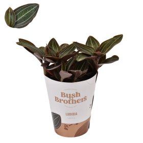 Ludisia - Ékszerorchidea