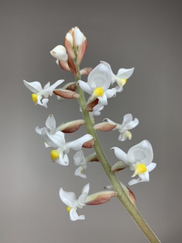 Ludisia - Ékszerorchidea