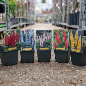 Lupinus mix - csillagfürt