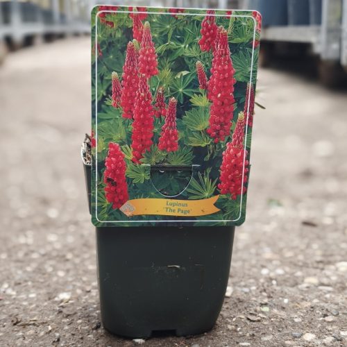 Lupinus mix - csillagfürt