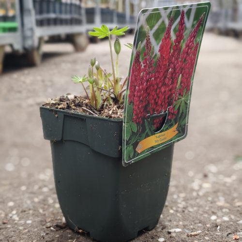 Lupinus mix - csillagfürt