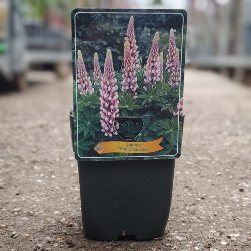 Lupinus mix - csillagfürt