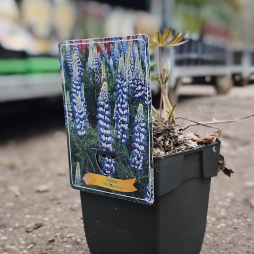 Lupinus mix - csillagfürt
