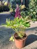 Lupinus polyphyllus Westcountry 'Masterpiece' - Csillagfürt
