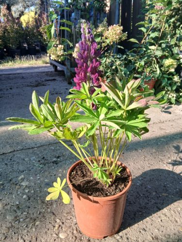 Lupinus polyphyllus Westcountry 'Masterpiece' - Csillagfürt