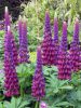 Lupinus polyphyllus Westcountry 'Masterpiece' - Csillagfürt