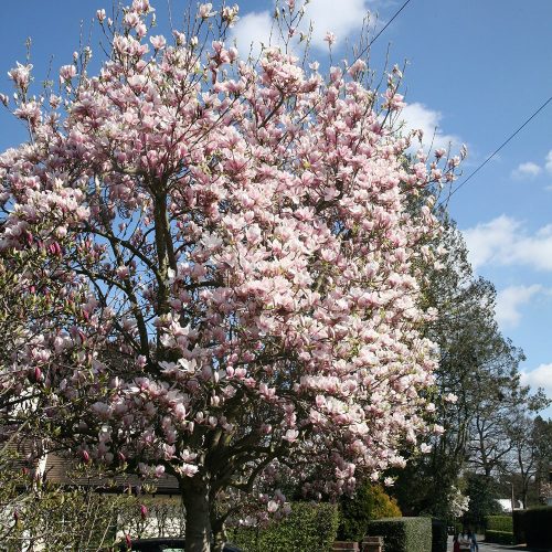 Magnolia földlabdás