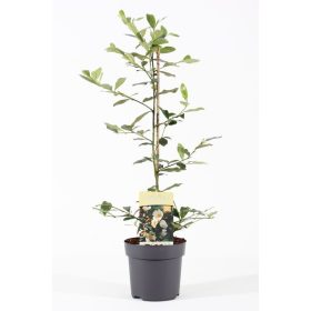 Magnolia michelia 'fairy honey velvet' - Magnólia