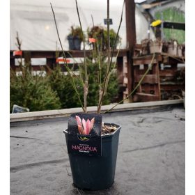 Magnolia 'Exclusive mix' - Liliomfa