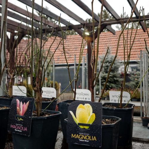 Magnolia 'Exclusive mix' - Liliomfa