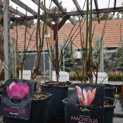 Magnolia 'Exclusive mix' - Liliomfa